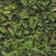 Fenugreek Leaves